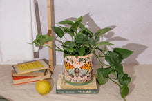 Load image into Gallery viewer, La La Land - Field Trip Butterfly Planter Large