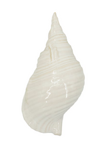 Load image into Gallery viewer, White Seashell
