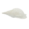 White Seashell